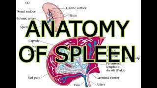 ANATOMY OF THE SPLEEN [upl. by Ahseikram]