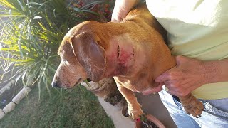 Coyote jumps fence attacks family dog [upl. by Ahsinahs]