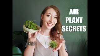 HOW TO GROW AND CARE FOR AIR PLANTS  TILLANDSIA [upl. by Aihsi]