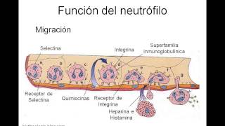 Funcion de los Neutrofilos [upl. by Wasson]