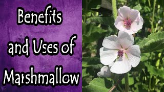 Marshmallow Benefits and Uses Althaea Officinalis [upl. by Azila]