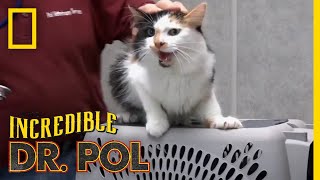 An Angry Cat Gets Vaccinated  The Incredible Dr Pol [upl. by Chappy964]