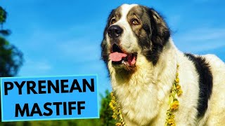 Pyrenean Mastiff  TOP 10 Interesting Facts [upl. by Arytal]