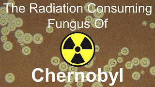 The Radiation Consuming Fungus of Chernobyl [upl. by Arabelle]