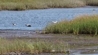 American Avocets at Rainbow Haven park 20240905 [upl. by Oballa]