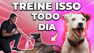 5 EXERCÍCIOS DO ADESTRAMENTO CANINO QUE VOCÊ DEVE FAZER TODOS OS DIAS EM CASA [upl. by Wyn206]