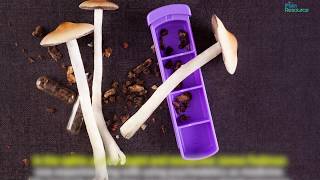 Microdosing Mushrooms Does It Help with Chronic Pain [upl. by Housum]