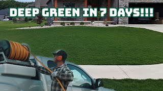 The BEST Summer Lawn Fertilizer  DEEP GREEN In 7 DAYS [upl. by Fidelity]