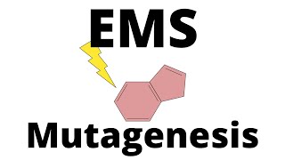 EMS Mutagenesis explained [upl. by Lledrac]