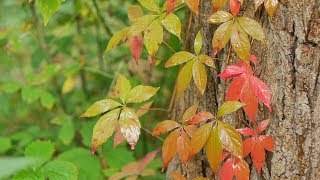 Gentle Rain On Leaves In Forest Sounds For Sleeping  Calm Nature Dripping Drops Ambience [upl. by Dehsar]