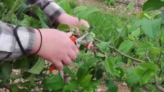 Bark Grafting Apple Trees [upl. by Fleischer]