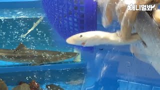 횟집에서 아기상어 출산하는 엄마 상어의 사연The story of a sea bream shark giving birth in a raw fish restaurant [upl. by Mayhs]