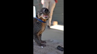 Coati Conservation at the Phoenix Zoo [upl. by Ary]