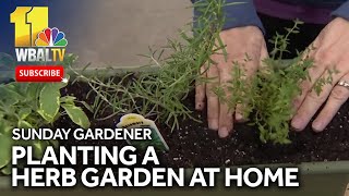 Parsley sage rosemary and thyme planting an herb garden at home [upl. by Ellenwahs]