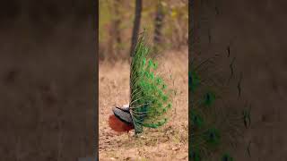 मोर के दिलचस्प तथ्य  Interesting Facts About Peacock in Hindi shorts [upl. by Sedecrem]