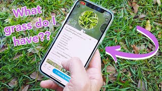 The EASIEST Way to Identify Weeds amp Plants [upl. by Sup87]