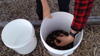 Easy Method to Brine Olives [upl. by Adnilab]