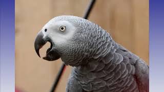 Lincolnshire Wildlife Park  Swearing parrots removed from view  Oddepia [upl. by Kawai]