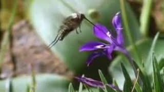 Nature of the Hoverfly and Butterfly  David Attenborough  BBC Studios [upl. by Judenberg547]