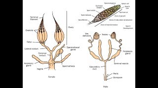 Lecture 9 Insect Reproductive System [upl. by Lindeberg]