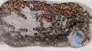 Polyergus rufescens  Formica fusca slaves  Nest overview [upl. by Atinrahc241]