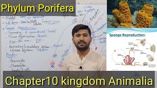 103 Phylum Porifera  Kingdom animalia  Chapter 10 Fsc Biology 11 [upl. by Roberta]