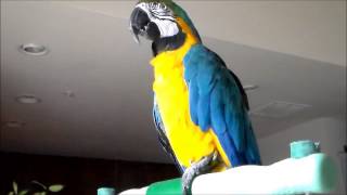 Snuggles the Macaw  Talking macaw birds parrot snugglesthemacaw macawparrot [upl. by Milak]