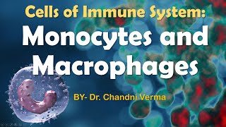 What are Monocytes and macrophages  Cells of Immune system  structure  Immunology [upl. by Riggall]