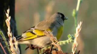 Carduelis Lawrencei [upl. by Allicserp911]