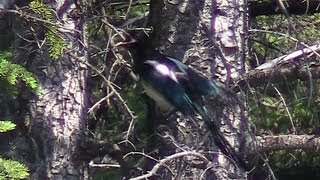 Blackbilled Magpies Calling Out Pica hudsonia [upl. by Sallie]