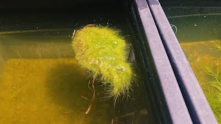 How To CreateCulture Floating Algae For Outdoor Ponds and Fishtubs [upl. by Erlewine478]