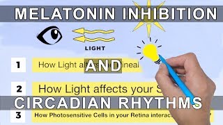 Melatonin Inhibition and Circadian Rhythms [upl. by Ger]