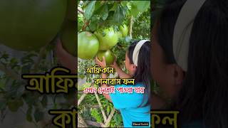 আফ্রিকান কালাবাস ফল এখন দেশেই পাওয়া যায়। kalabash fruit 🍐 fruitvideos african ফল [upl. by Innavoeg897]