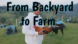 How to start Gamefowl Breeding ProperlyFarmboys Way [upl. by Johnette]