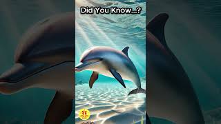 How Do Dolphins Sleep hightenkids nature interesingfacts [upl. by Holub]