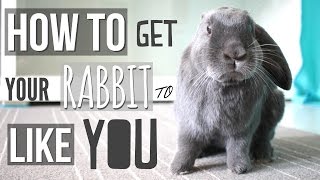 How To Get Your Rabbit To Like You [upl. by Neelyar654]