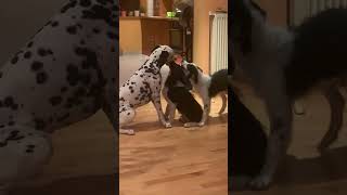 Border Collie vs Dalmation dog trustdalmatiandog bordercollie trust behavior puppy2024short [upl. by Enrahs798]