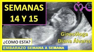 EMBARAZO SEMANA 14 Y 15 POR GINECOLOGA DIANA ALVAREZ [upl. by Coughlin]