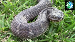 Catching the Northern Water Snake [upl. by Nrubliw]