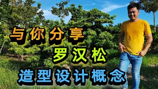 蘭嶼羅漢松我的蘭嶼羅漢松設計概念 [upl. by Matthus]