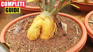 COMPLETE GUIDE TO GROWING ADENIUM – THE DESERT ROSE  CARE TIPS TRICKS SEEDS CAUDEX [upl. by Anierdna981]