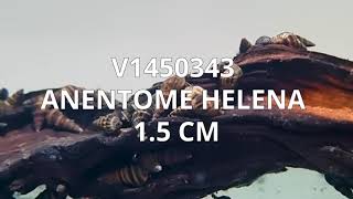 V1450343  Anentome Helena 15 cm [upl. by Oram]