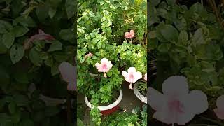 Beautiful China Rose Flowers [upl. by Alial]