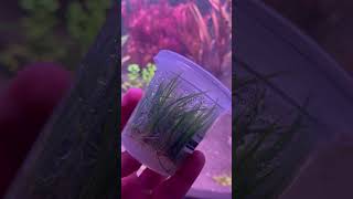 ECHINODORUS TENELLUS quotMICROquot  tissue culture  new plant at VeroAquaticscomau [upl. by Ellasal]