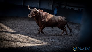 SORTEO  Pedraza de Yeltes corrida toros 2 junio [upl. by Doll]