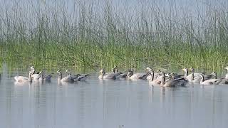 Bar Headed Goose [upl. by Ilrak]