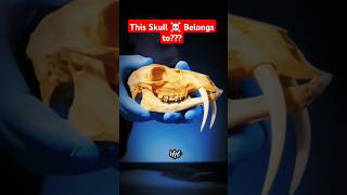 Whose skull is this shorts facts viralshort viralshorts [upl. by Myer236]