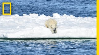 POV Footage Shows Polar Bears Struggling to Find Food  National Geographic [upl. by Okoyik]