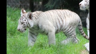 Tigres blanc bébes  Witte tijger welpjes  White tiger cubs  ZOO Amneville 2018 [upl. by Eveline]