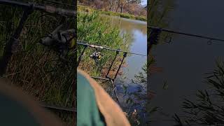 SOUTH AFRICAN CARP RUN carpfishing nature carplife fishing southafrica outdoors viral [upl. by Danelle]